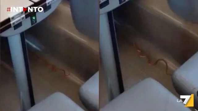Treno evacuato a causa di un serpente del grano: intervento dei carabinieri forestali