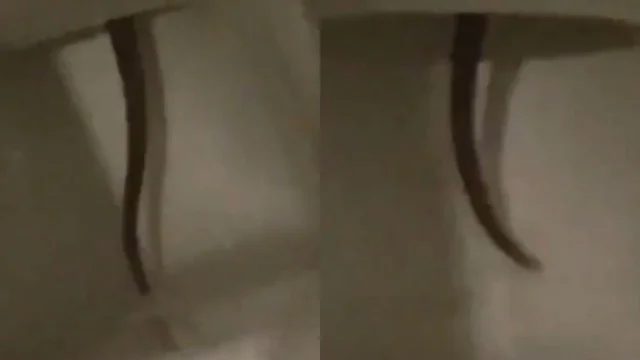Roma, nuovo incubo per i residenti: il video del ratto che sbuca dal gabinetto