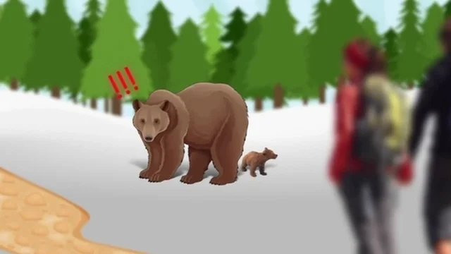 Cosa fare se si incontra un orso?