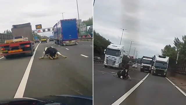 Mucca cade da un camion e finisce in mezzo all'autostrada: il video