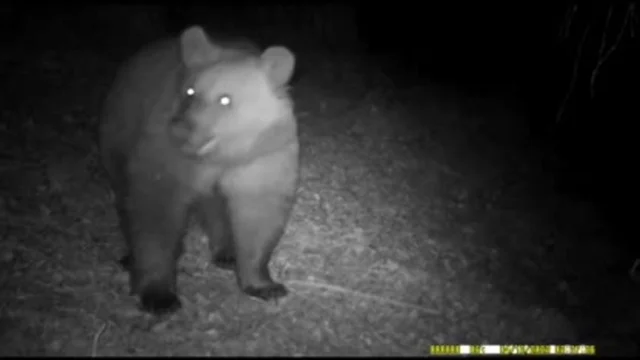 Orso immortalato nel bresciano a un'ora dal centro abitato: le immagini