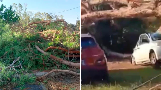 Paura a Sabaudia e Latina: tromba d'aria distrugge auto e sradica decine di alberi