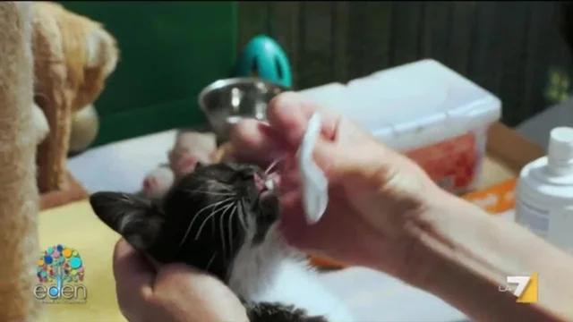 I gatti felici di Lipari