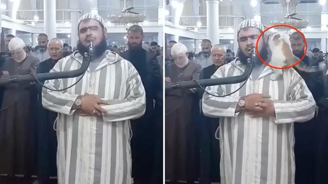 Il gatto salta addosso all'Imam durante la preghiera per il Ramadan: il video è virale