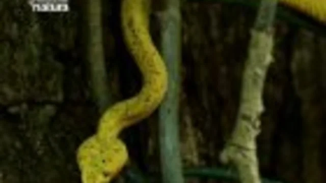 LA VIPERA DALLE CIGLIA