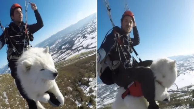 Ouka, il cane che vola in parapendio con il suo padrone: le immagini