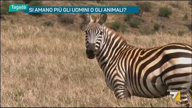 Si amano più gli uomini o gli animali?