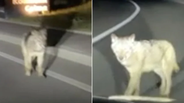 Lupi a Bolzano, la Svp annuncia legge per abbatterli: il video