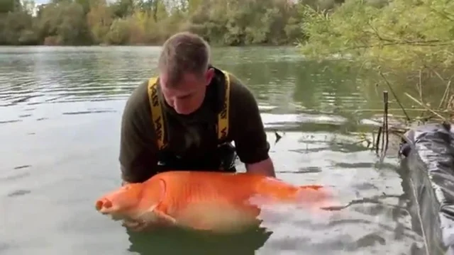 Catturato il pesce rosso più grande del mondo: il video