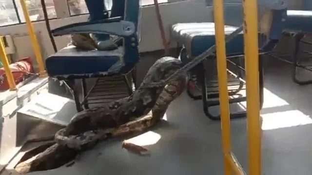 India, pitone gigante in uno scuolabus: video