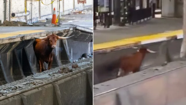 Toro passeggia sui binari della metro e il trasporto va in tilt: il video