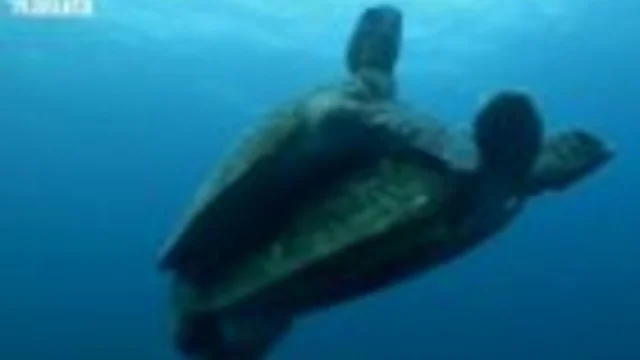 LE TARTARUGHE MARINE
