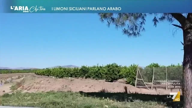 I limoni siciliani parlano arabo