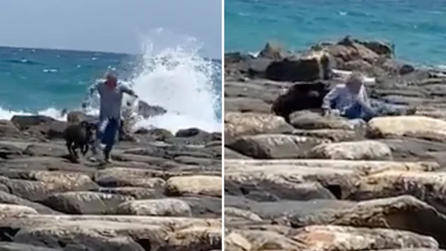 Cinghiale attacca un uomo in spiaggia: interviene la polizia