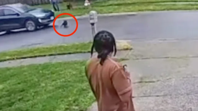 Cane attraversa la strada mentre l'auto passa veloce: il finale è incredibile