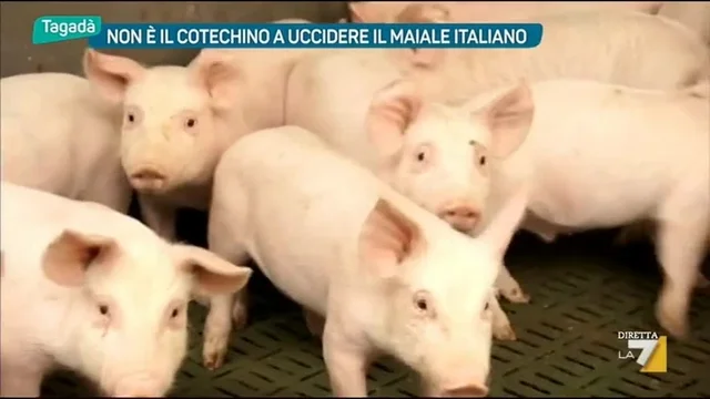 Non e' il cotechino a uccidere il maiale italiano