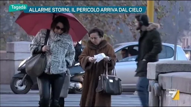 Allarme storni, il pericolo arriva dal cielo