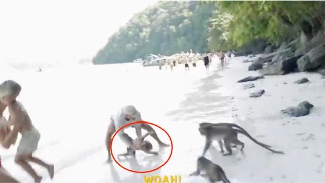 Scimmie attaccano un bambino in spiaggia: il salvataggio del padre