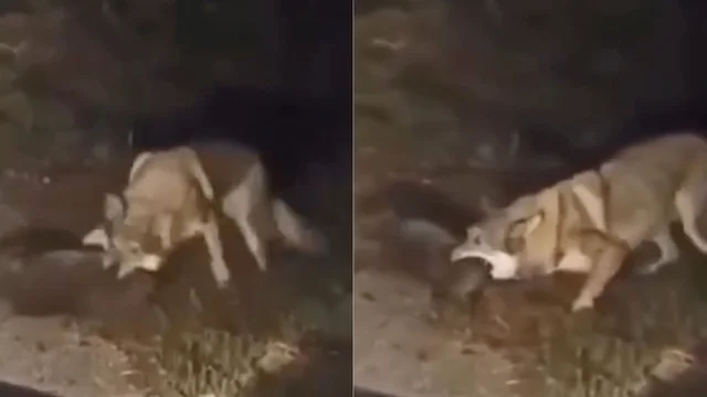 Tivoli, paura per il lupo sulla finestra: il video