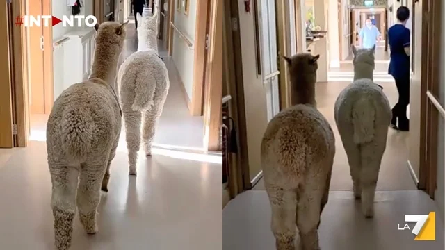 Alpaca nelle case di riposo in Irlanda: un aiuto contro depressione e demenza