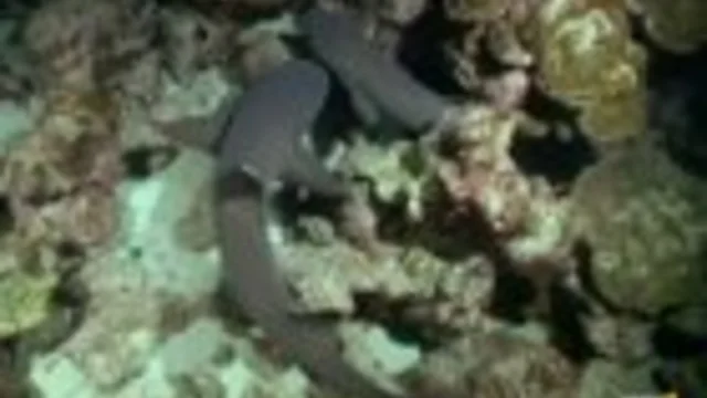 IL BANCHETTO DEGLI SQUALI PINNA BIANCA