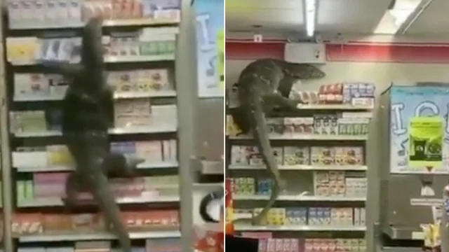 Lucertola gigante terrorizza il supermercato: le immagini shock