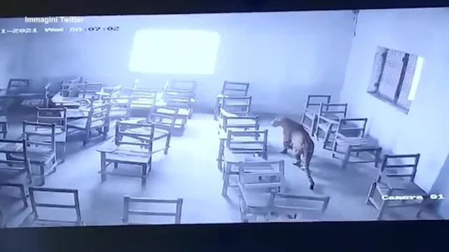 India, un leopardo entra in una classe e semina il panico tra gli studenti