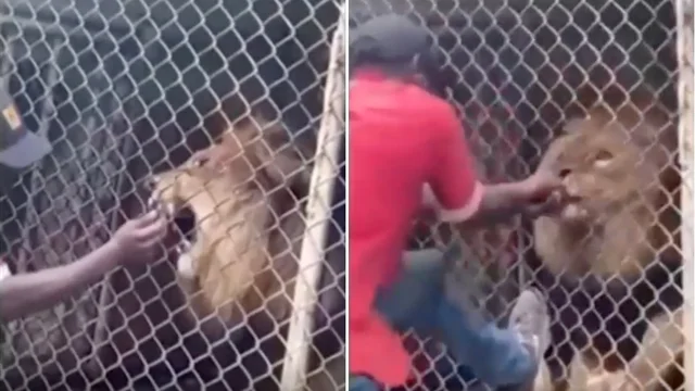 Shock in Giamaica: il guardiano dello zoo infastidisce il leone e lui gli stacca il dito