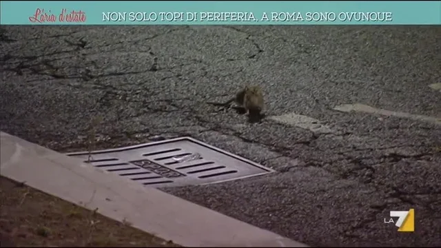 Non solo topi di periferia. A Roma sono ovunque