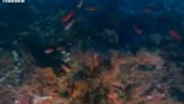 IL TESORO DELL'ISOLA DI COCO