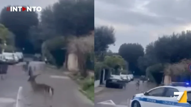 Roma, Fregene: cervi in fuga tra le strade inseguiti dalla polizia municipale, il video