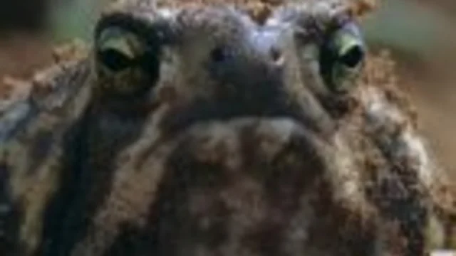 TESTABREVE PUNTEGGIATO