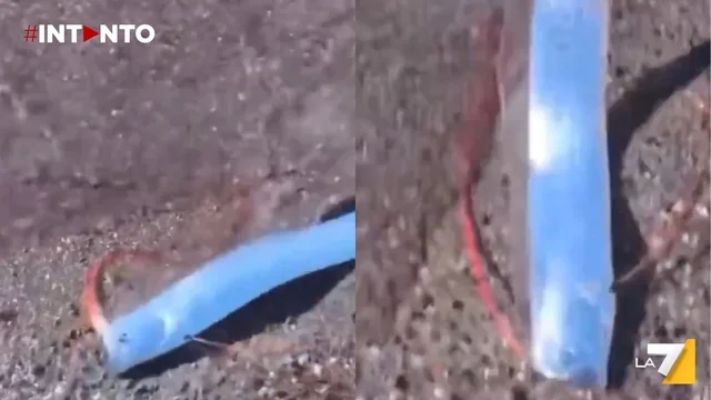 Messico, avvistato un pesce remo sulla spiaggia: la leggenda lo collega a catastrofi imminenti
