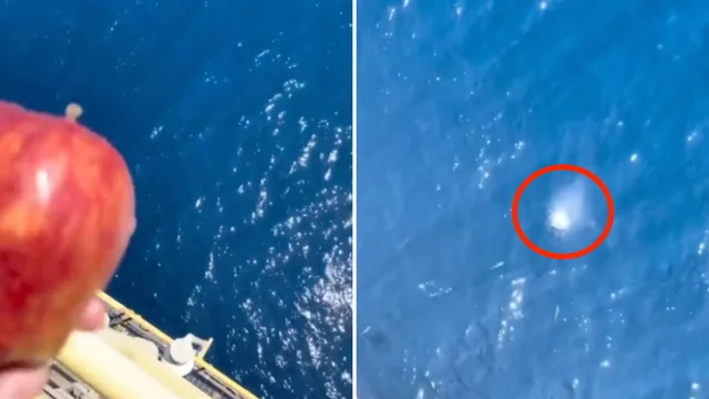 L'uomo lancia una mela in mare e quello che accade è da non credere